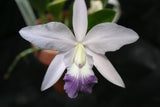 Lc. Love Knot coerulea `Orchid Alley' Div #1 Original Cattleya Orchid Plant