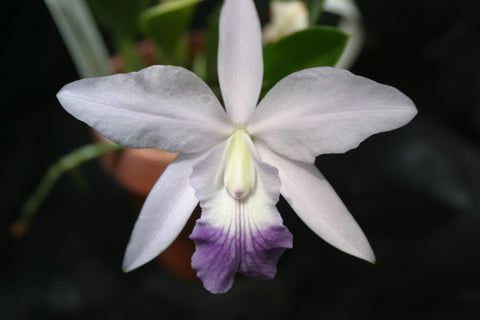 Lc. Love Knot coerulea `Orchid Alley' Div #1 Original Cattleya Orchid Plant