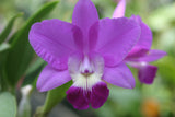 Lc. Love Knot `Sato' TRO/TOGA Div #1 Cattleya Orchid Plant