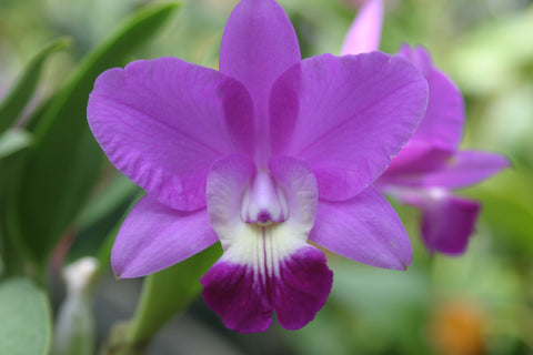 Lc. Love Knot `Sato' TRO/TOGA Div #2 Cattleya Orchid Plant