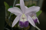 Lc. Love Knot coerulea `Orchid Alley' Div #1 Original Cattleya Orchid Plant