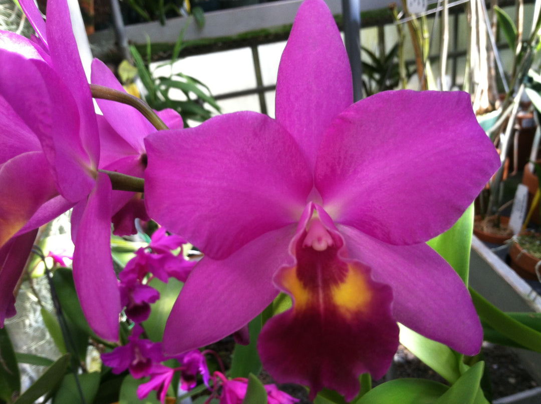 Lc. Mem. Dina Izumi `Brookside&