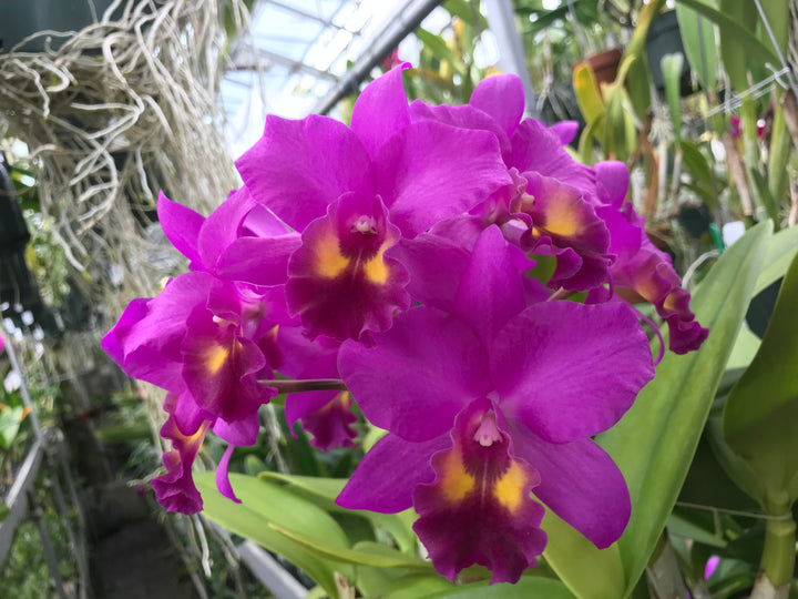 Lc. Mem. Dina Izumi `Brookside&