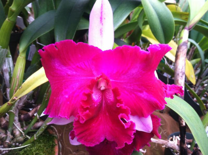 Lc. Red Empress `Orchidglade&