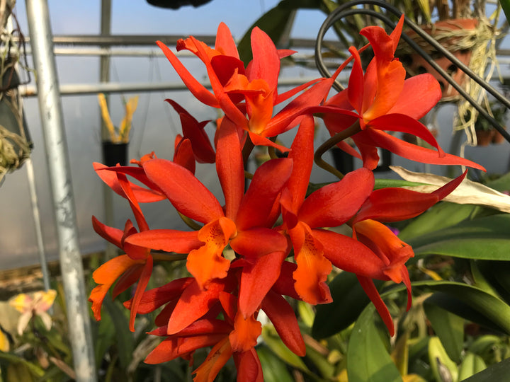 Lc. Fire Gem (Trick or Treat x Aussie Sunset) Orchid Plant 2.5" Pot
