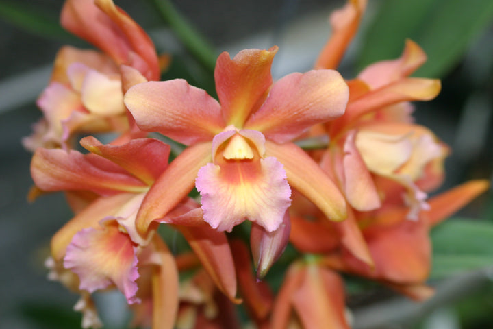 Blc. Western Princess `Waldor&