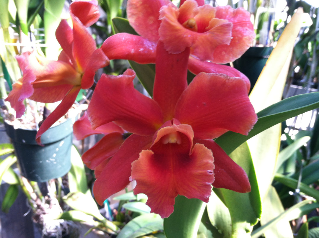 Blc. Western Princess `Waldor&