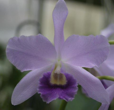 C. Gaudii (leopoldii coer `Kingston Mines' AM x loddigesii coer `House of Blues' AM) 2" 锅