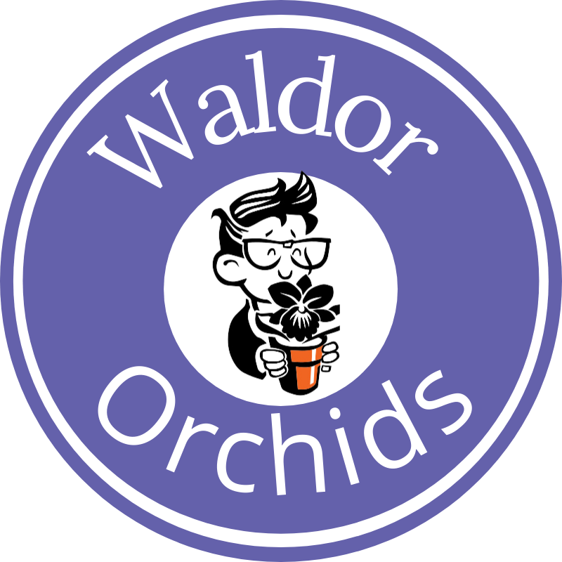 NCOS International Orchid Show & Sale 2026 – Waldor Orchids