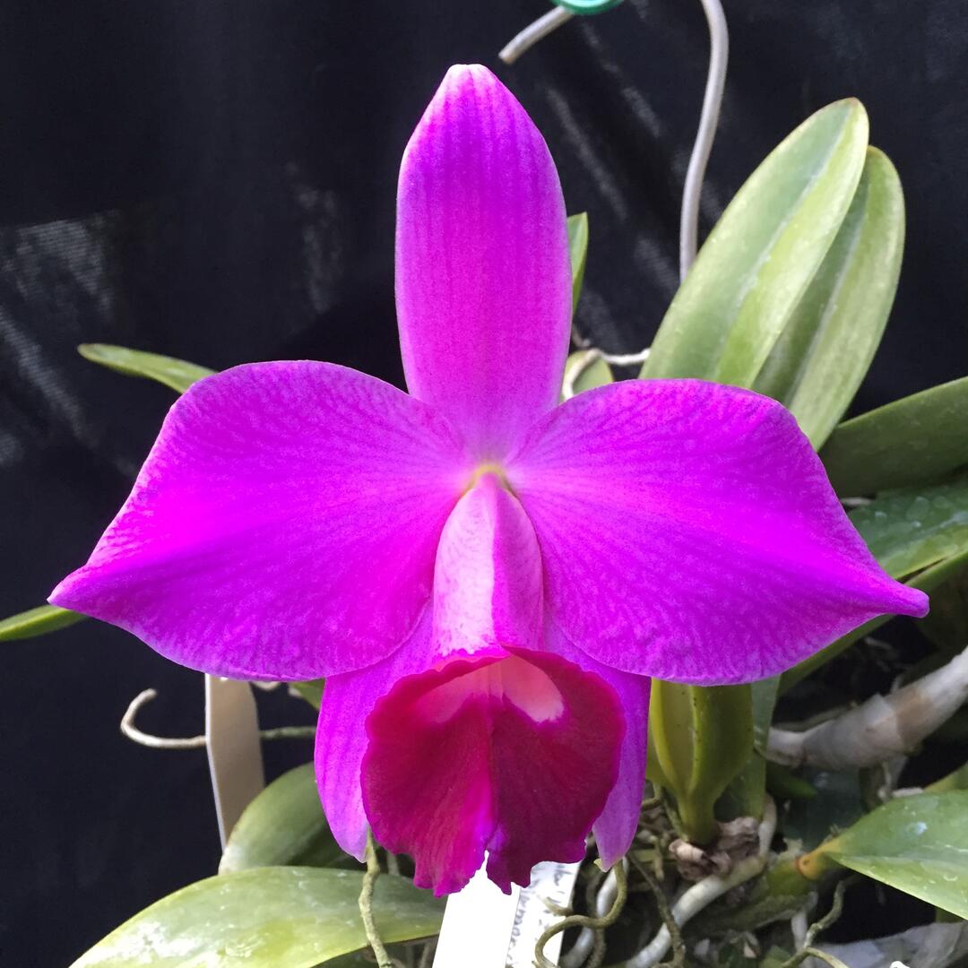 L. pumila `Liz&