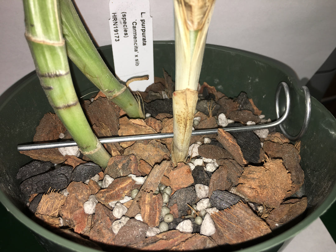 Orchid Nerd galvanized rhizome clips for plastic pots in 4 inch and 5 inch sizes ideal for stabilizing orchids during repotting in 10 pack sets