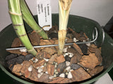 Orchid Nerd galvanized rhizome clips for plastic pots in 4 inch and 5 inch sizes ideal for stabilizing orchids during repotting in 10 pack sets