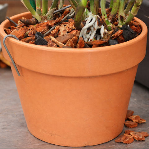 nerdy succulent pots Orchid Nerd Galvanized Rhizome Clips – 4", 5", 6" Sizes