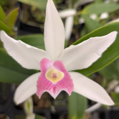 L. purpurata (schusteriana `Orchid Eros' AM x `Cindarosa' AM) 物种 4" 盆栽