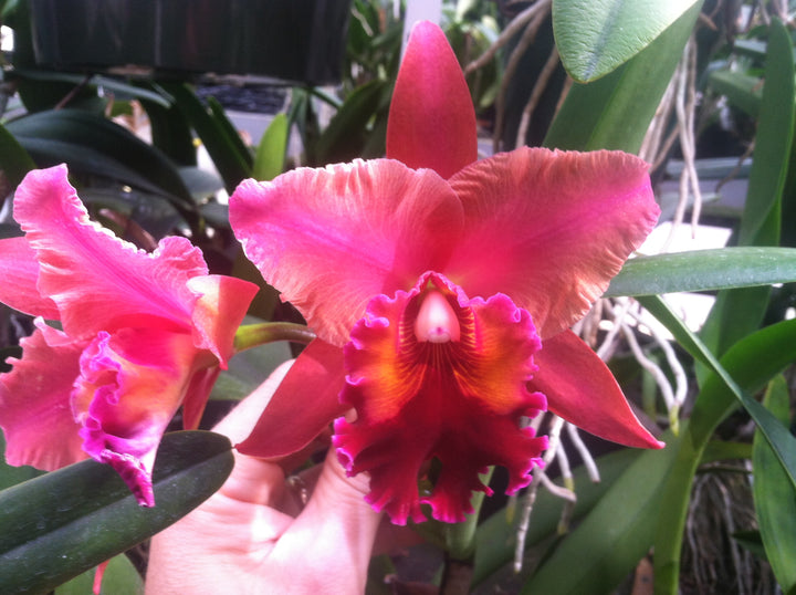 C. (bicolor `Gabriel Amaru&