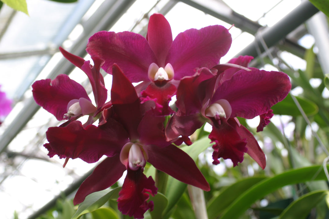 Pot. Egyptian Queen `Black Diamond&