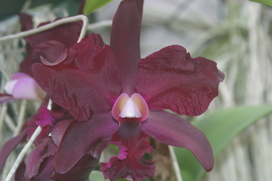 Pot. Egyptian Queen `Black Diamond&