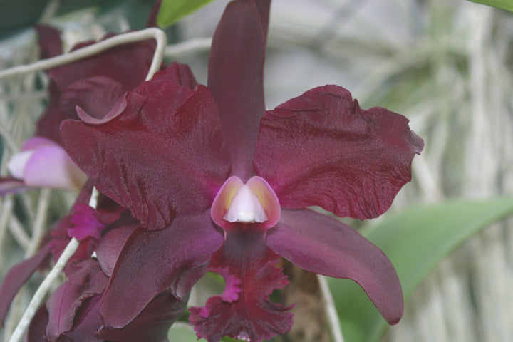 Pot. Egyptian Queen `Black Diamond&