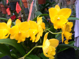 Pot. Free Spirit `Carmela' AM/AOS Div #1 Cattleya Orchid Plant