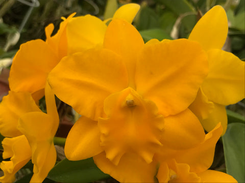 Pot. Free Spirit `Carmela' AM/AOS Div #1 Cattleya Orchid Plant