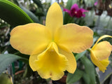 Pot. Free Spirit `Carmela' AM/AOS Div #1 Cattleya Orchid Plant