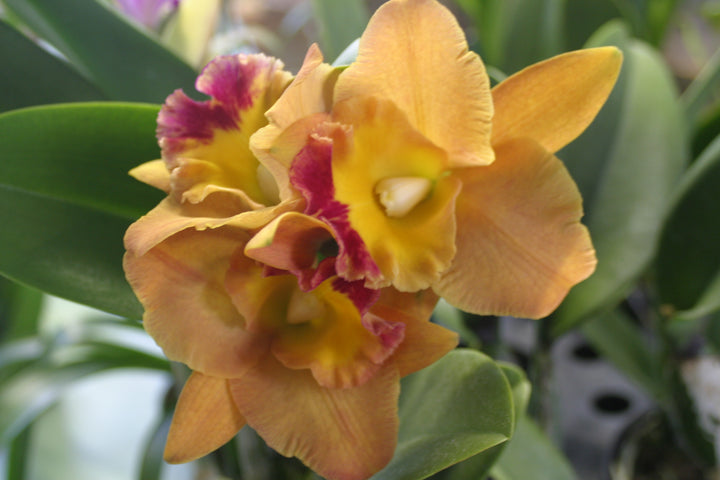 Pot. Hawaiian Thrill `Paradise&