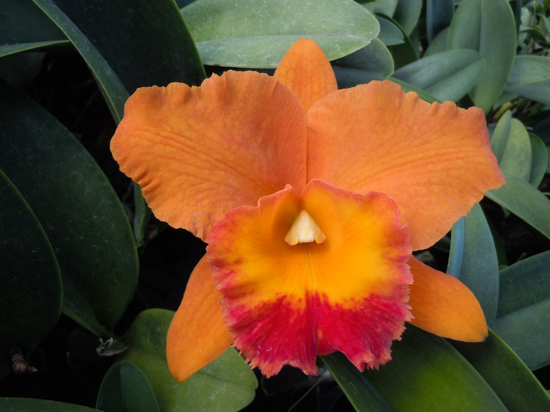 Pot. Hawaiian Thrill `Paradise&