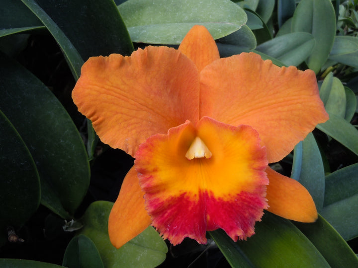 Pot. Hawaiian Thrill `Paradise&