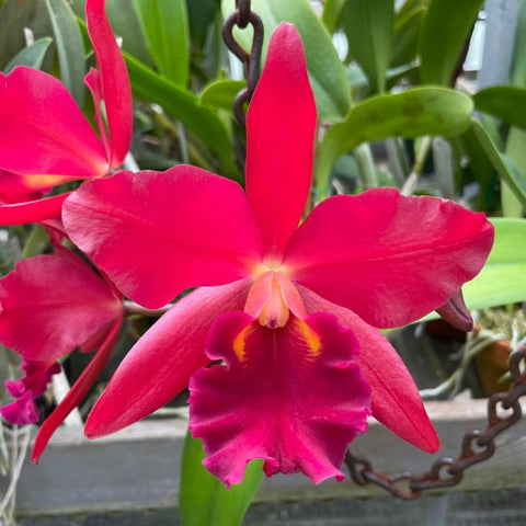 锅。 Love Passion `Orange Bird' AM/AOS 4" 锅