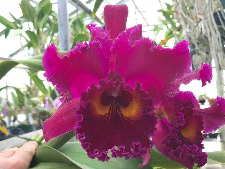 Blc. Sanyung Ruby `Grand Dragon&