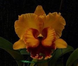 Blc. (Monthatip Belle x Waianae King) 2.5" Pot