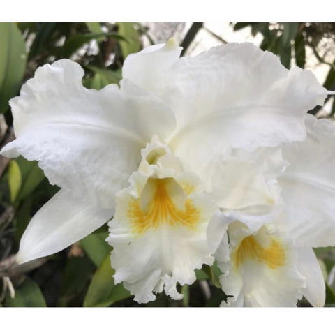 C. Gravesiana `Snow Queen' Original Division Classic Cattleya Blooming Size