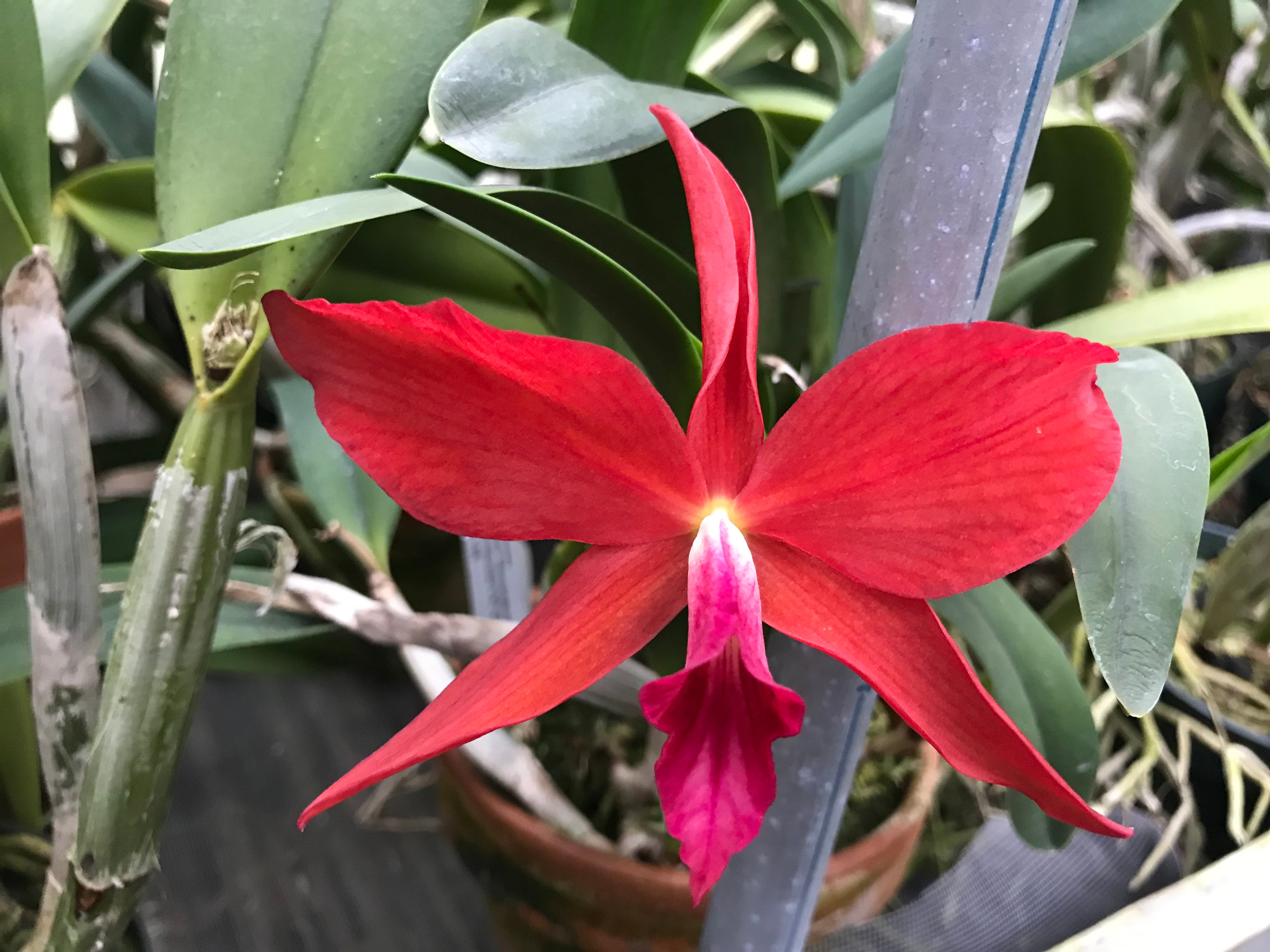 Products – Page 5 – Waldor Orchids