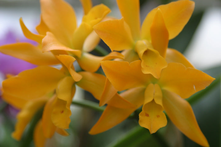Slc. Golden Wax `Lone Star II&