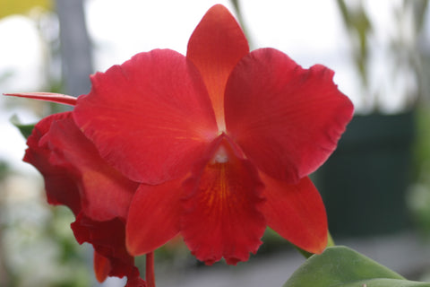 Slc. Hazel Boyd `Debbie' Div #2 Mericlone Cattleya Orchid Plant