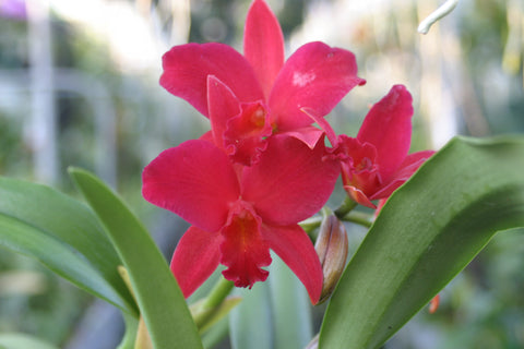 Slc. Hazel Boyd `Red Stone' 2nd WOC Div #1 Cattleya Orchid Plant