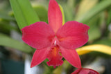 Slc. Hazel Boyd `Red Stone' 2nd WOC Div #2 Cattleya Orchid Plant