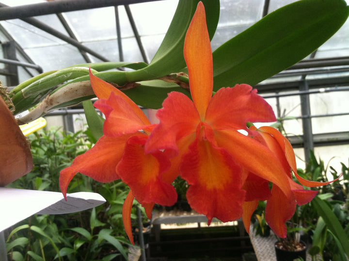 Slc. Jewel Box `Orchidglade&