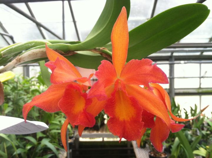 Slc. Jewel Box `Orchidglade&