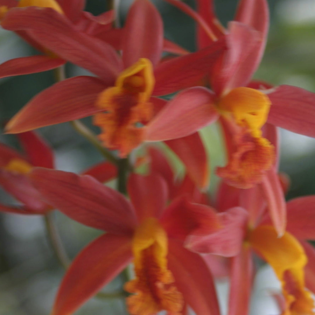 Lc. Koolau Seagulls `Volcano Queen&