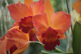 Slc. Paprika `True Spice' Original Cattleya Orchid Plant DIV #1