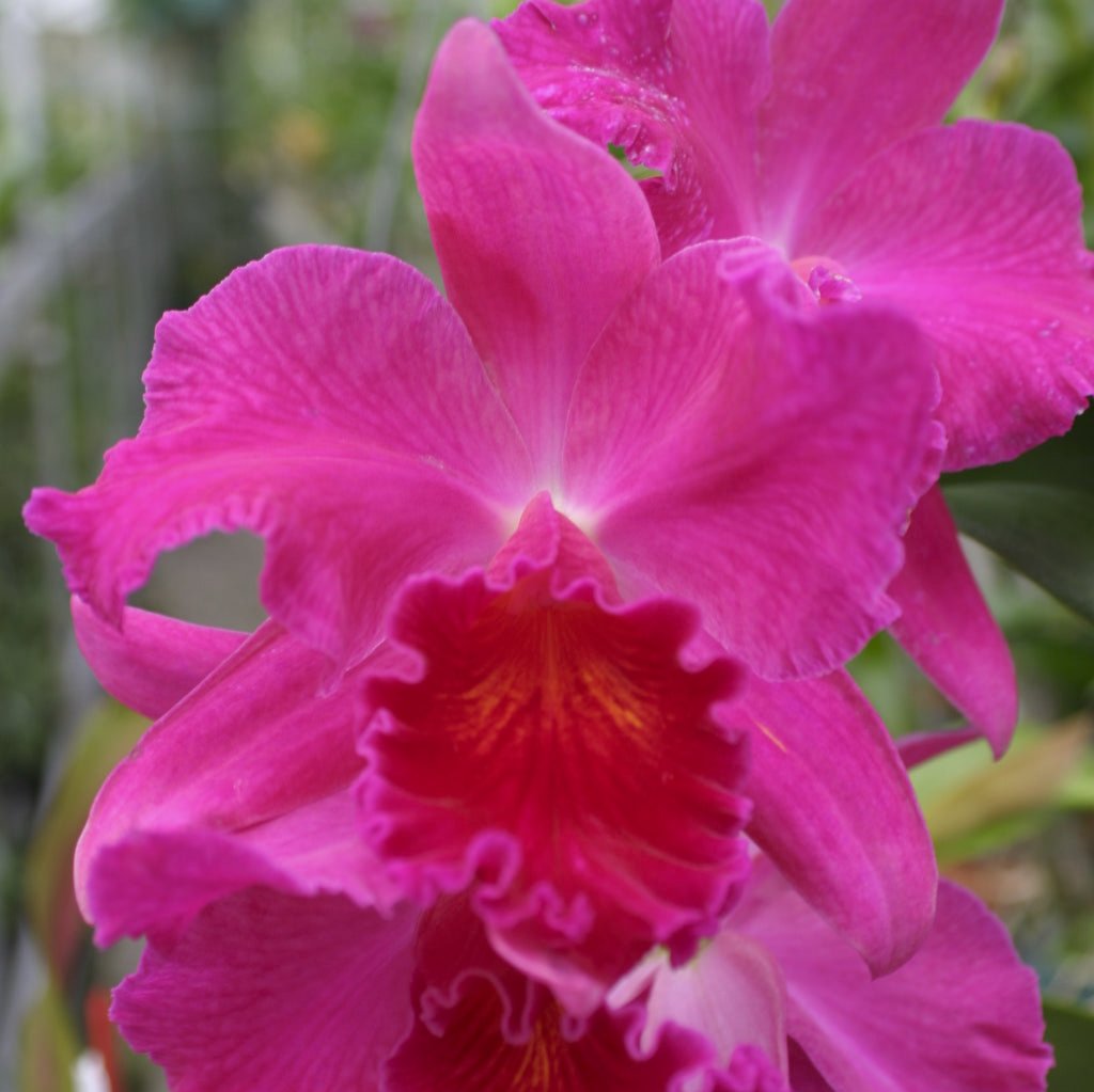 Slc. Anzac `Orchidhurst' FCC/RHS Cattleya Orchid 2.5" Pot