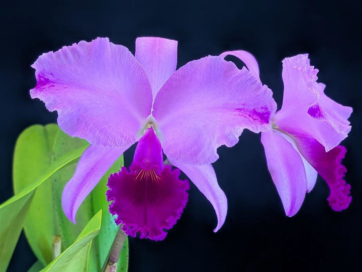 C. trianaei flamea-rubra `Catt Nutts&