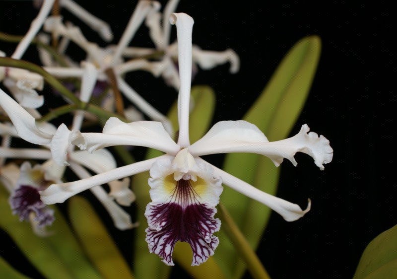 L. crispa `Kathleen&