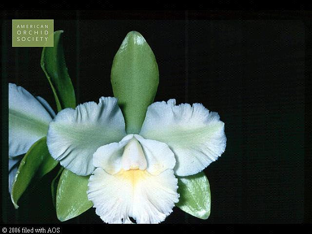 Eplc. Siam Jade `Fuchs Key Lime&