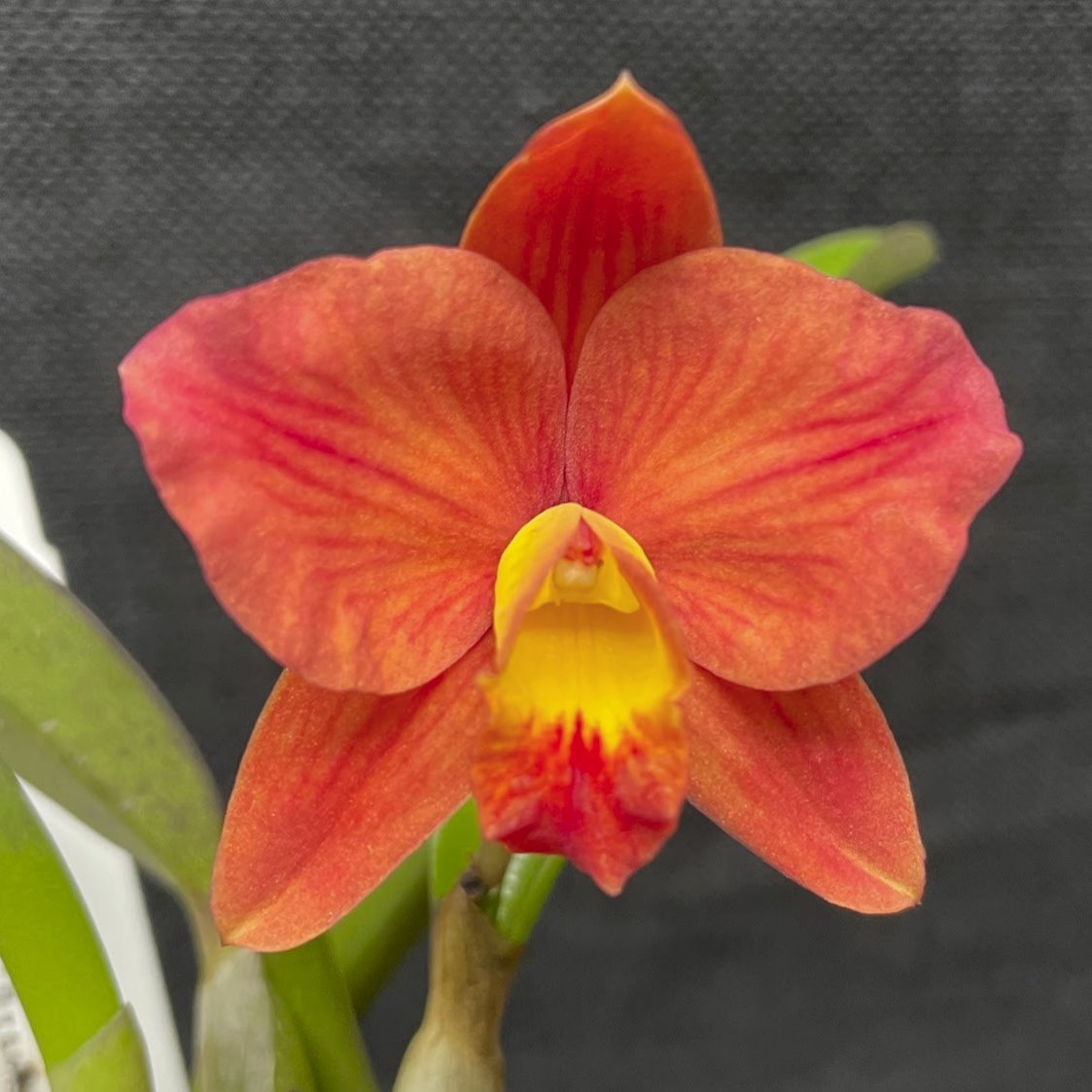 その他 S.M. Novella Vanda Suavis 50mLx2 Crossing Vandaenopsis for cold tolerance and coerulea color