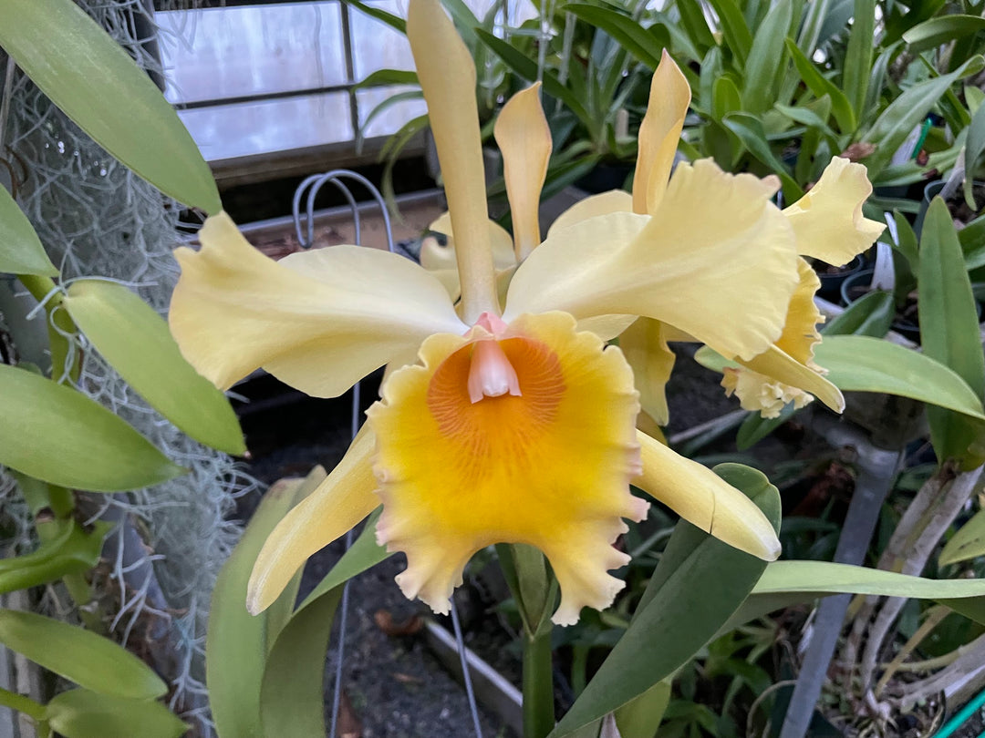 Blc. Orange Glory `Worrall&
