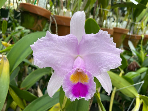 C. trianaei `Nishida' HCC/JOS Original Division Select Species Cattleya Orchid Plant Div #1
