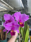 C. trianaei `Polyhymnia' Original Division Select Species Cattleya Orchid Plant Div #1