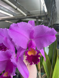 C. trianaei `Polyhymnia' Original Division Select Species Cattleya Orchid Plant Div #1